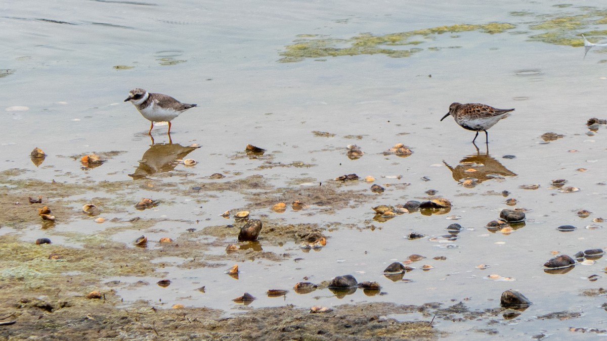 Common Ringed Plover - Mike Prince