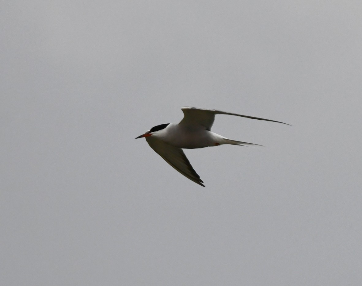 Common Tern - ML618069138