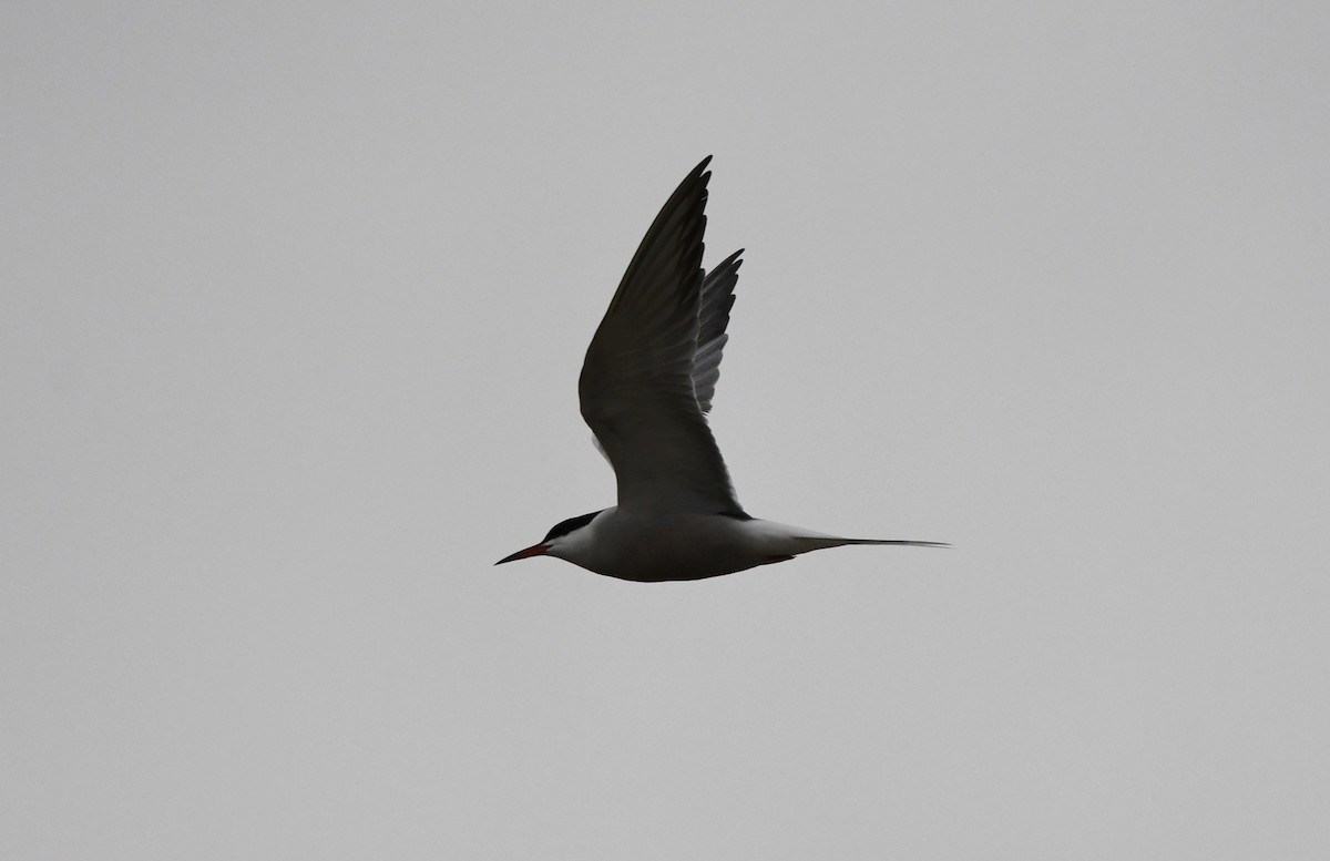 Common Tern - ML618069140