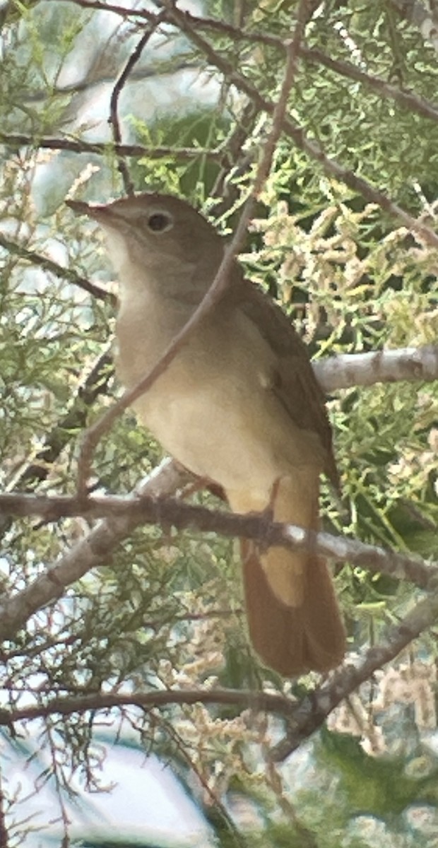 Common Nightingale - ML618069144