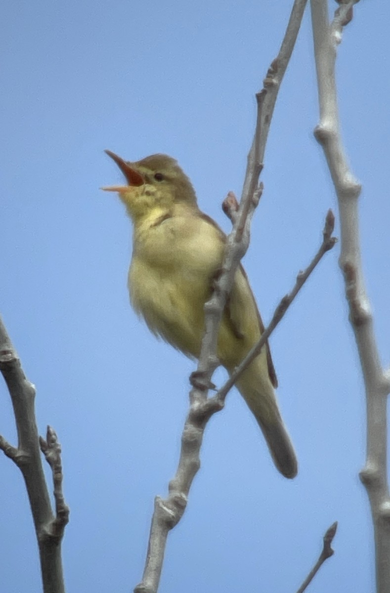 Melodious Warbler - ML618069149
