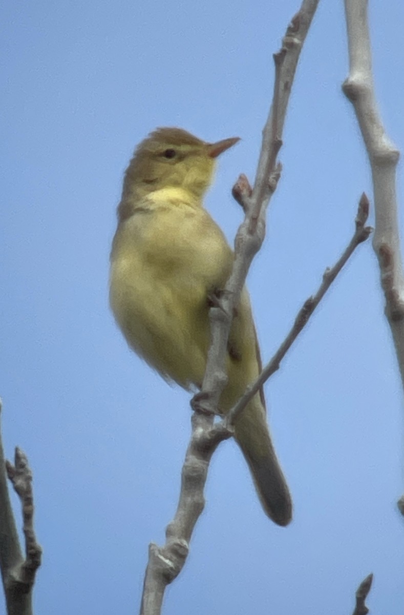 Melodious Warbler - ML618069150