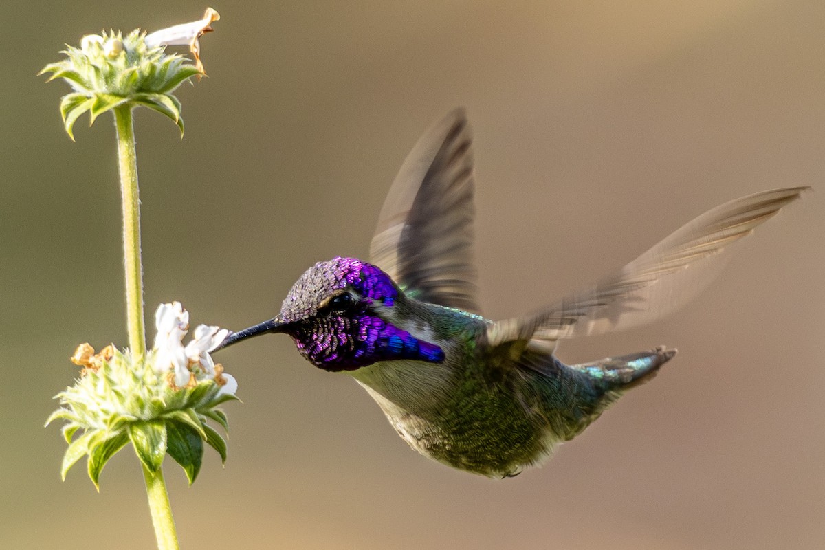 Costa's Hummingbird - Michael Farivar