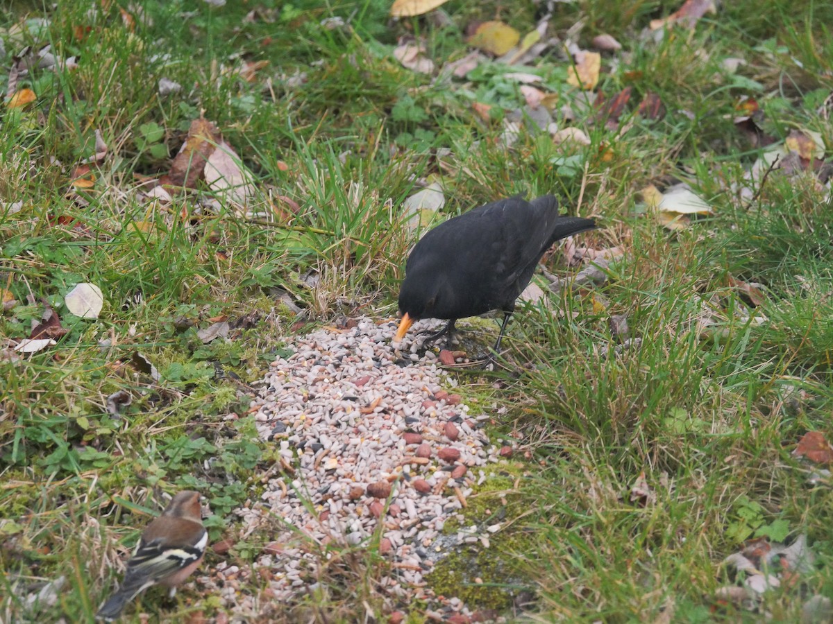 Eurasian Blackbird - ML618069155