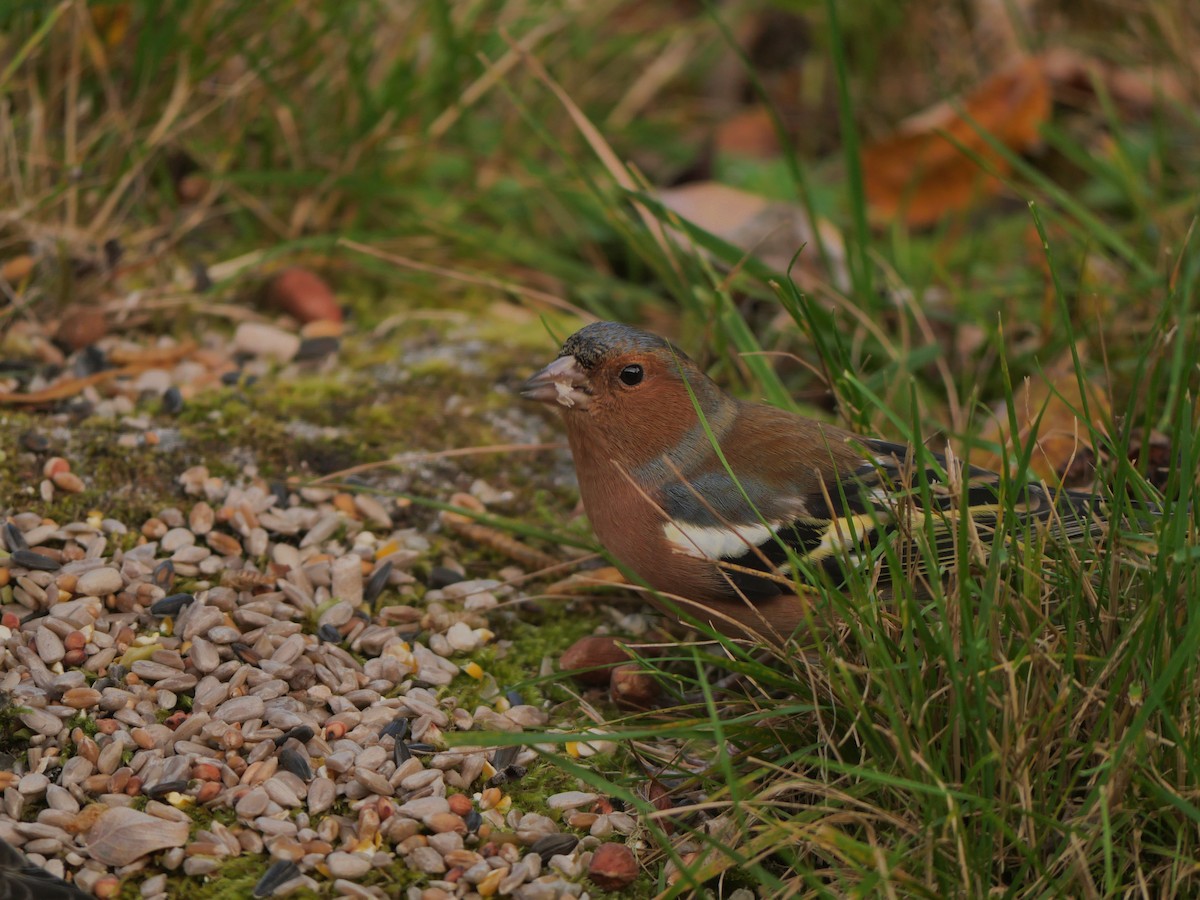 Common Chaffinch - Tom Carley