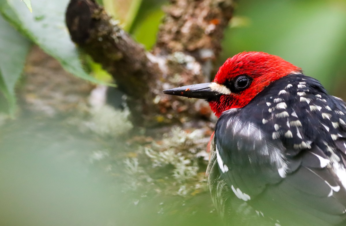 Red-breasted Sapsucker - ML618069172
