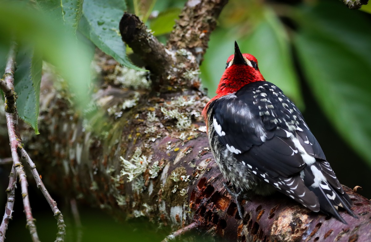 Red-breasted Sapsucker - ML618069173