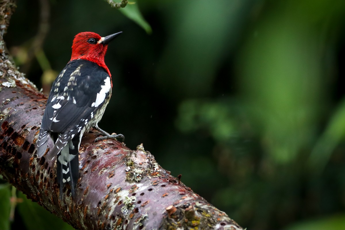 Red-breasted Sapsucker - ML618069174