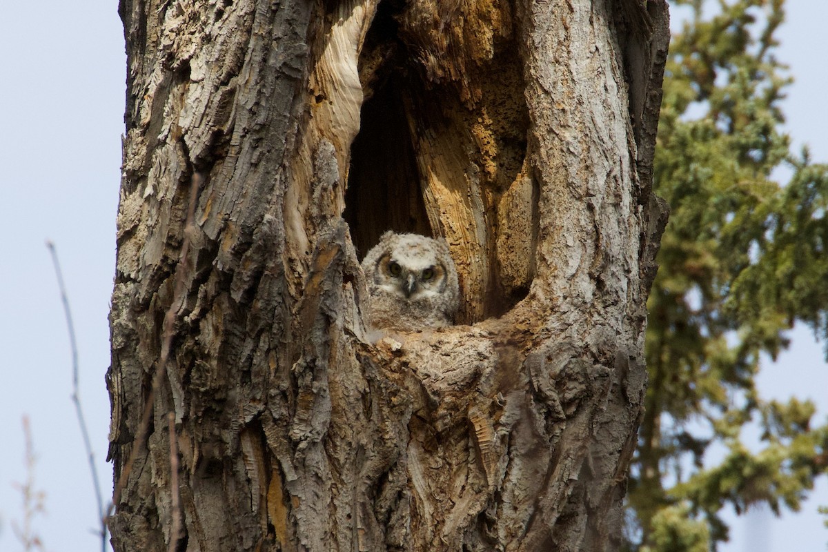 Great Horned Owl - Yvan Sarlieve