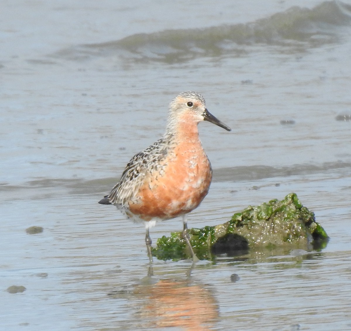 Red Knot - ML618069241