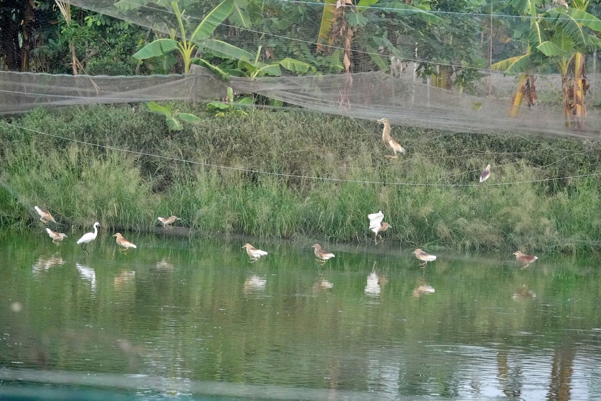 Indian Pond-Heron - Pampa Mistri