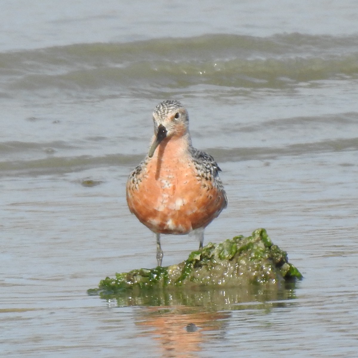 Red Knot - ML618069244