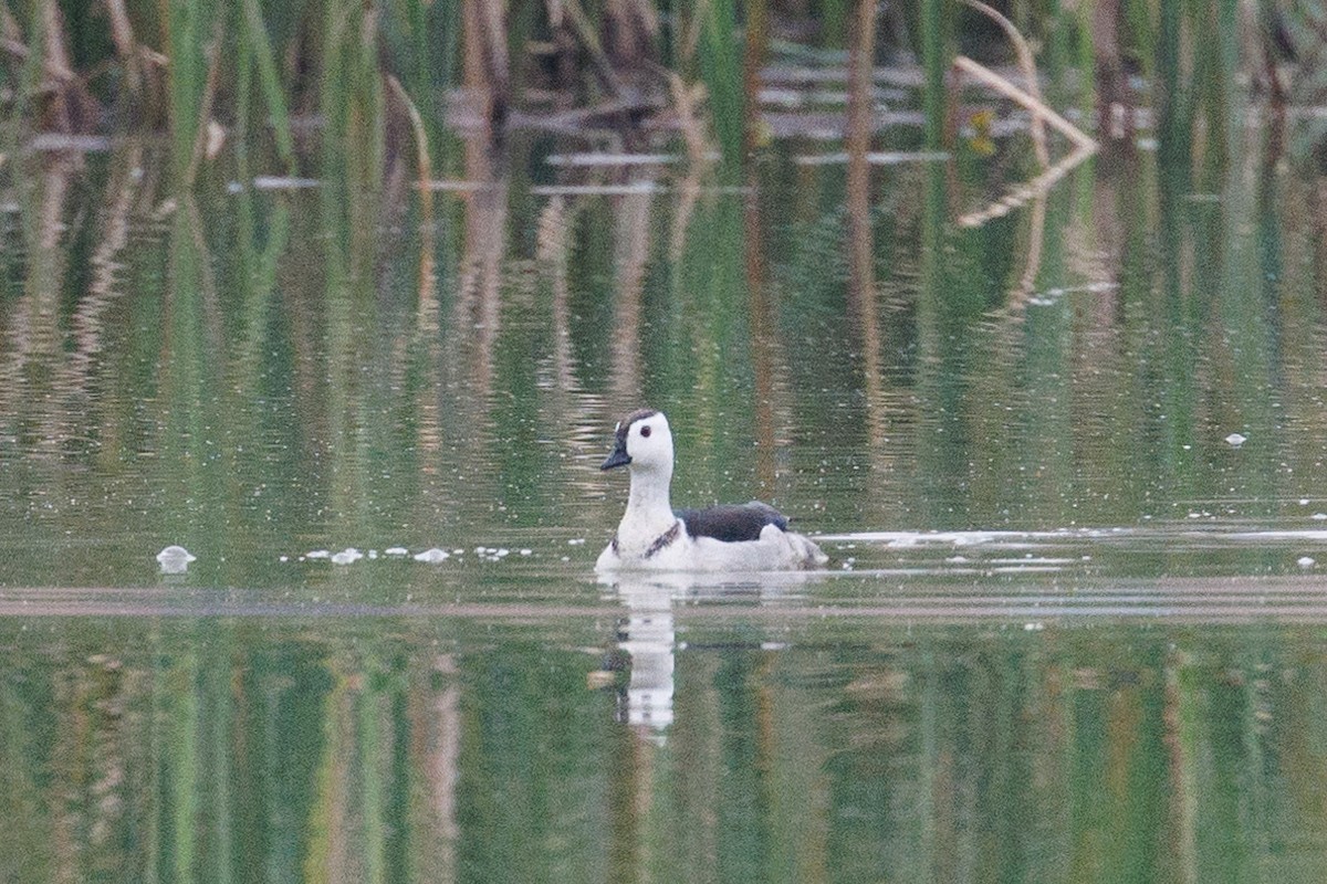 Cotton Pygmy-Goose - BST One