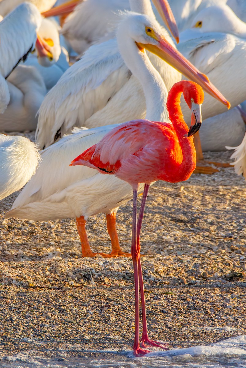 American Flamingo - ML618069279