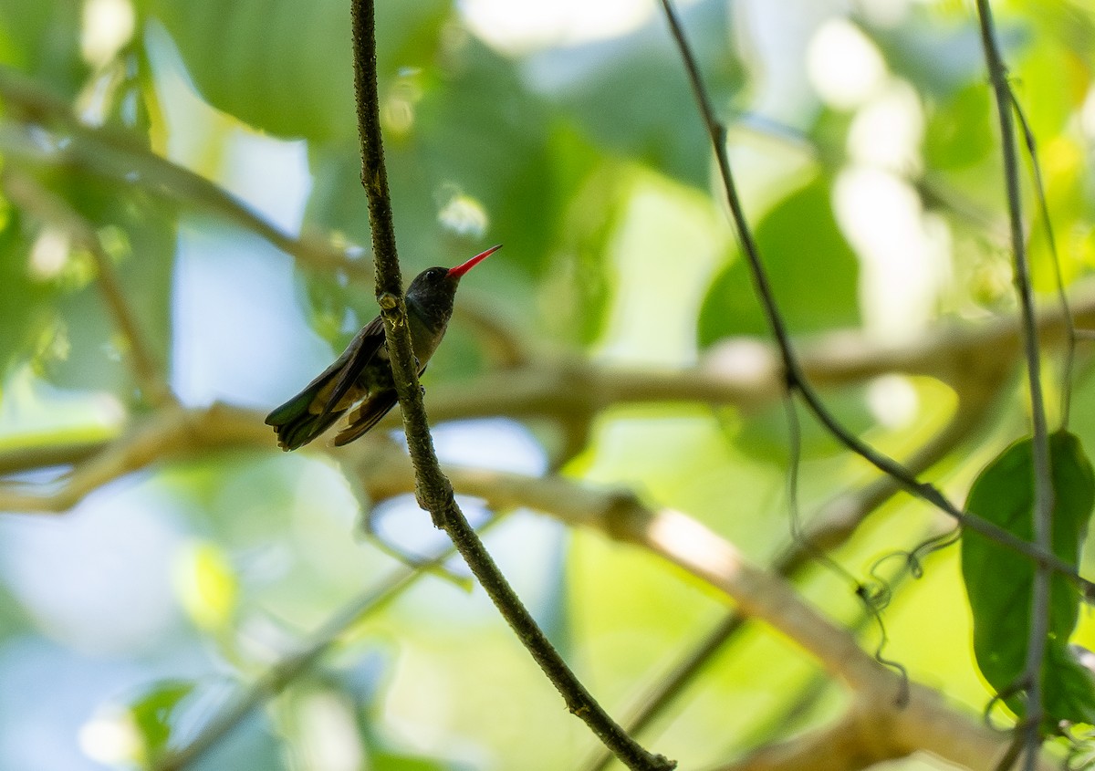 kolibřík zlatoocasý - ML618069308