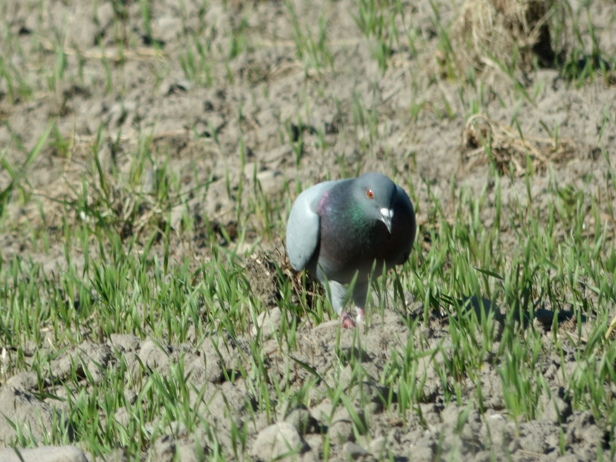 Rock Pigeon (Feral Pigeon) - Dejtu OR