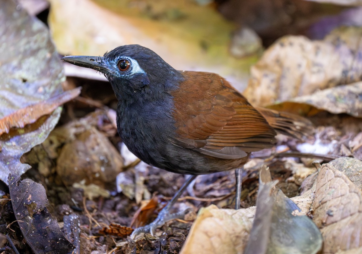 Chestnut-backed Antbird - Forest Botial-Jarvis