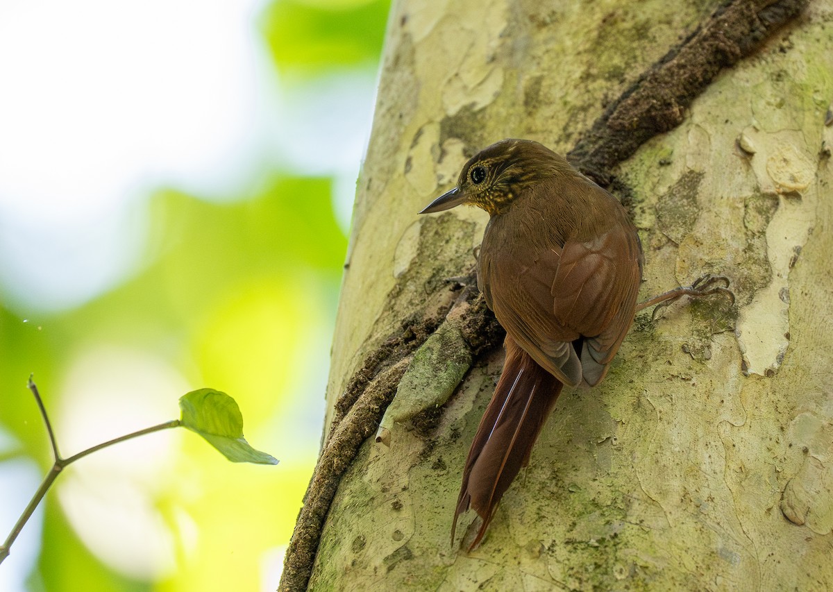 Wedge-billed Woodcreeper - Forest Botial-Jarvis