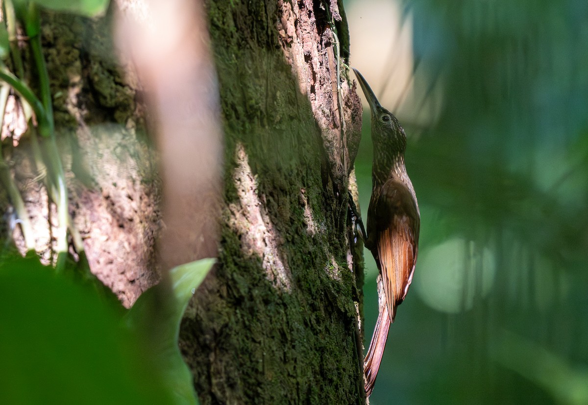 Cocoa Woodcreeper - Forest Botial-Jarvis