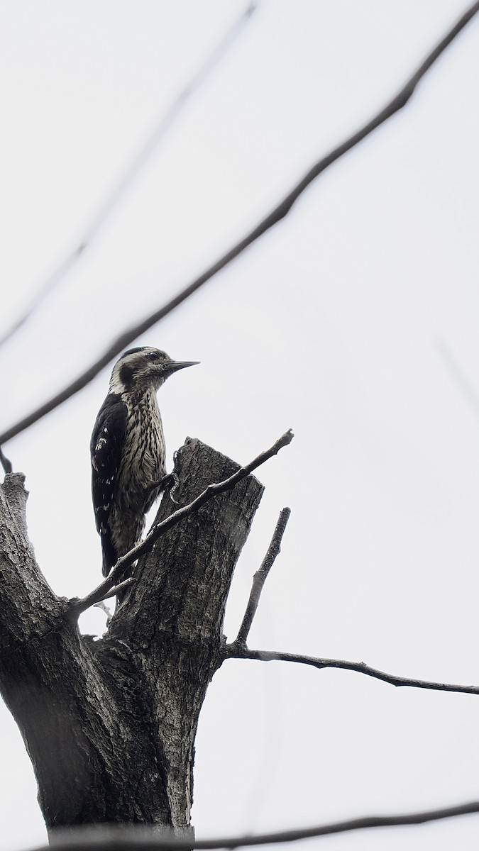 Gray-capped Pygmy Woodpecker - Tom Chen
