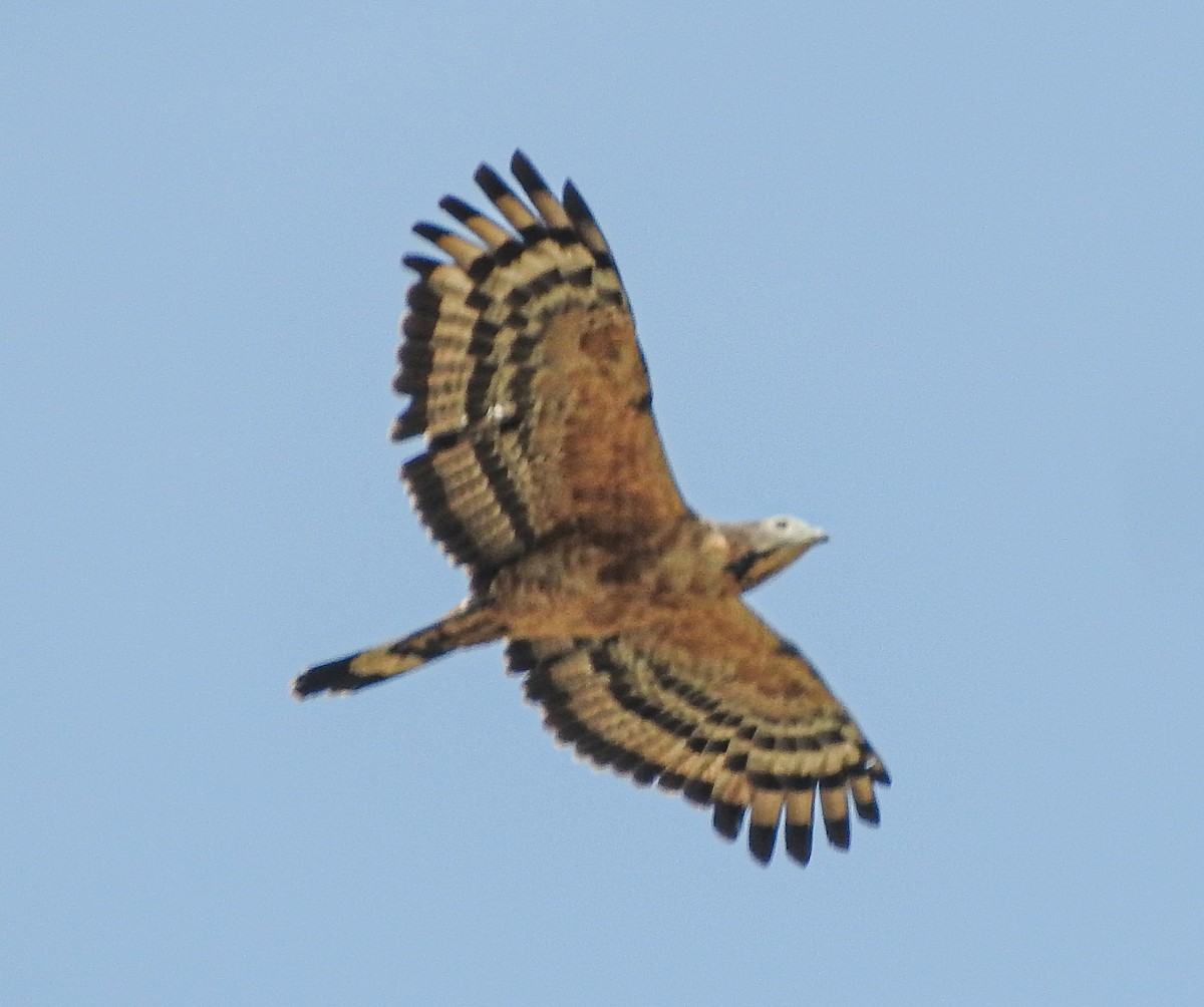 Oriental Honey-buzzard - SWARUP SAHA