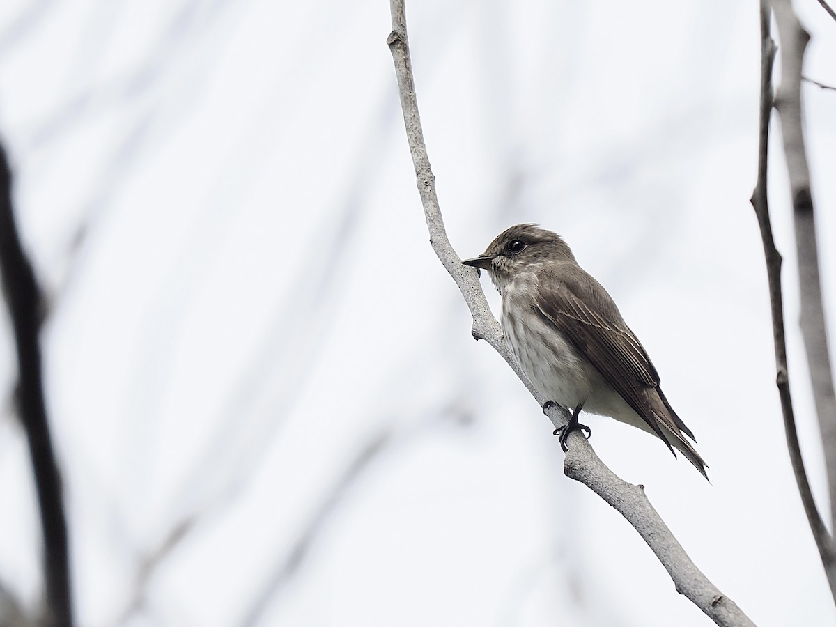 Gray-streaked Flycatcher - Tom Chen