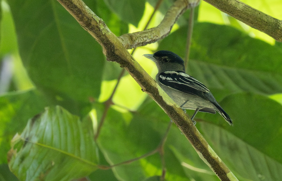 White-winged Becard - Forest Botial-Jarvis