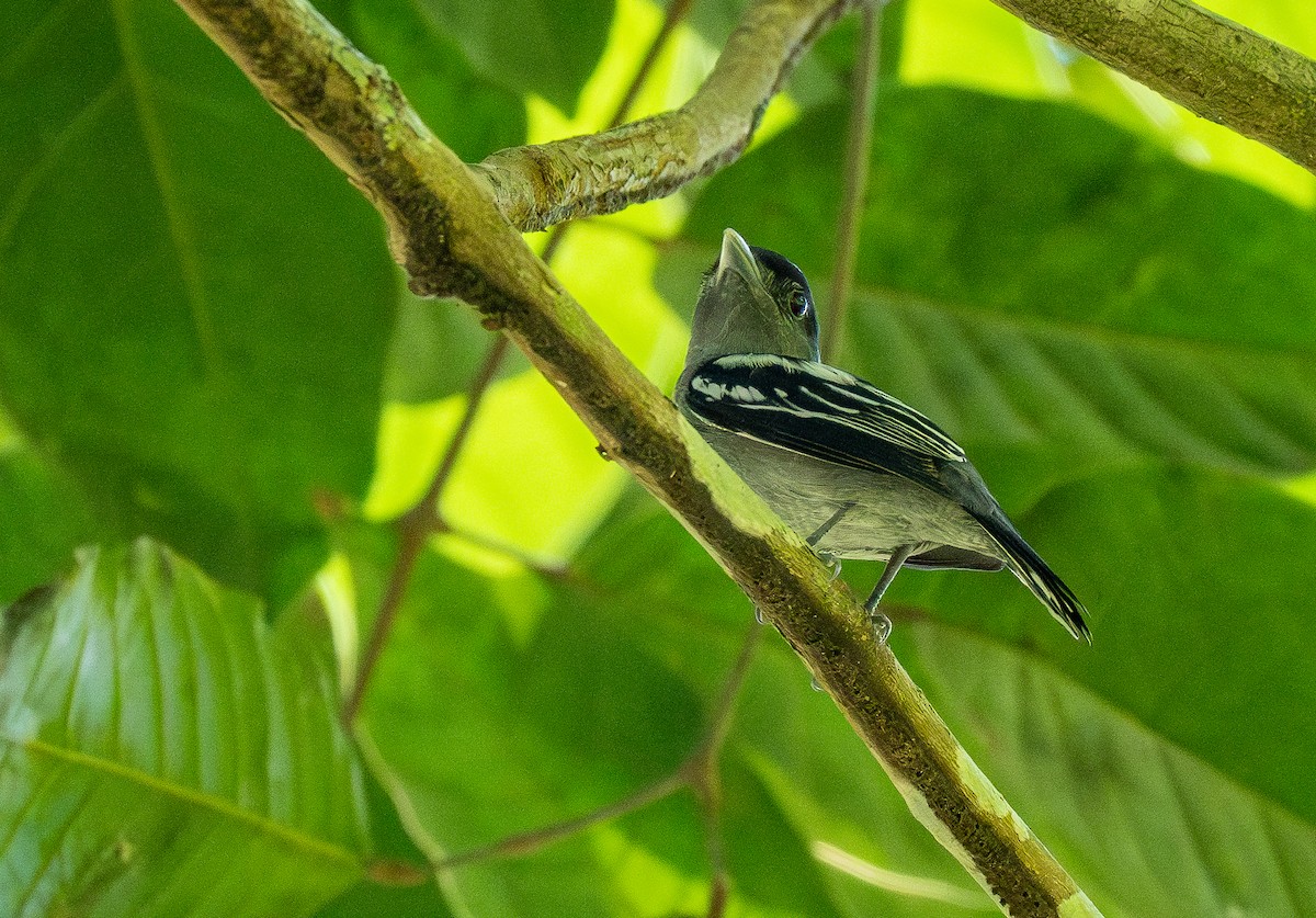 White-winged Becard - Forest Botial-Jarvis