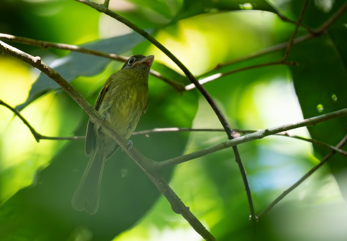 Eye-ringed Flatbill - Forest Botial-Jarvis