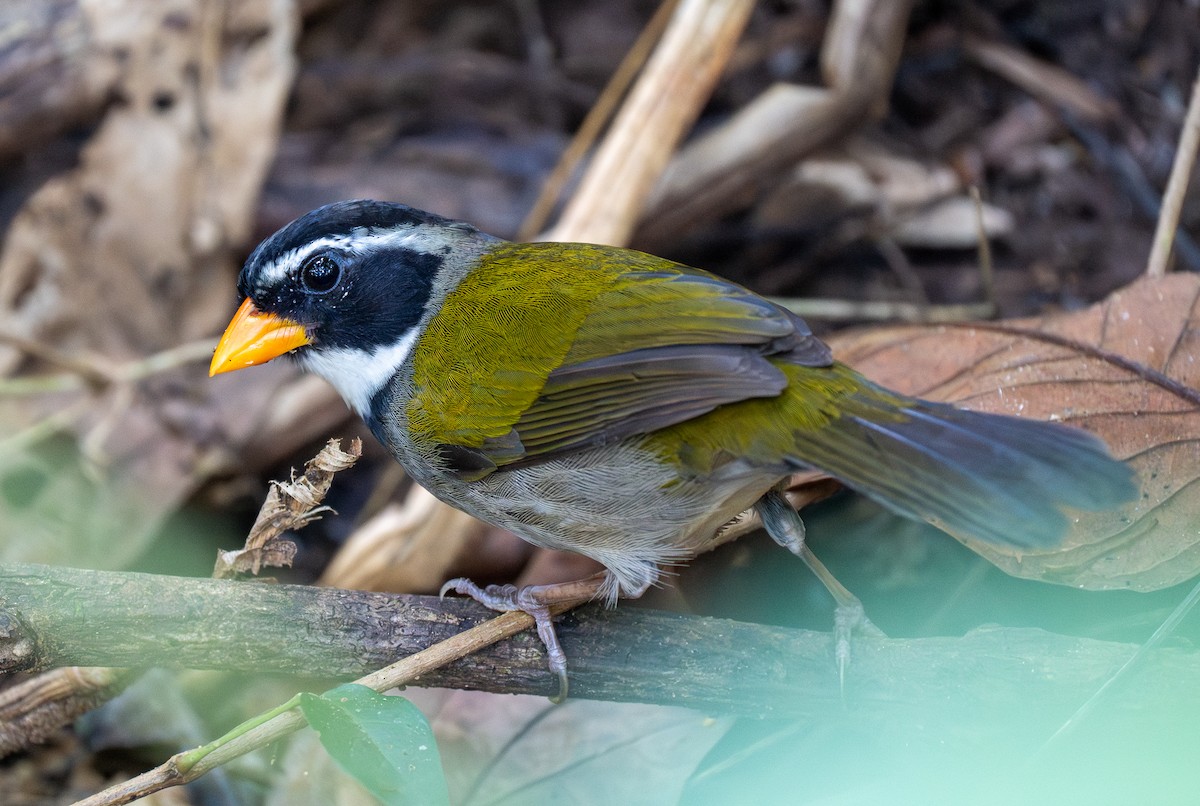 Orange-billed Sparrow - Forest Botial-Jarvis