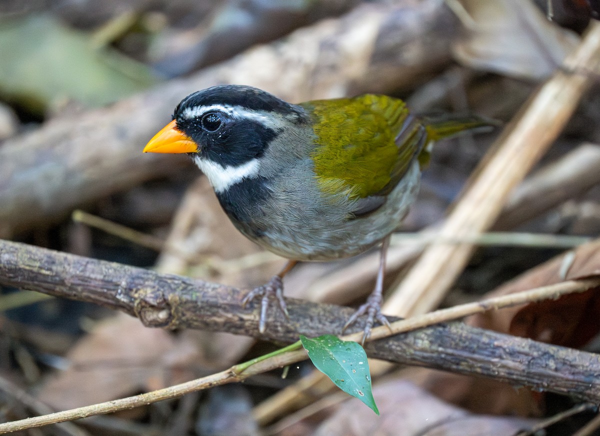 Orange-billed Sparrow - ML618069484