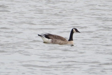 Canada Goose - Wytske De Groot
