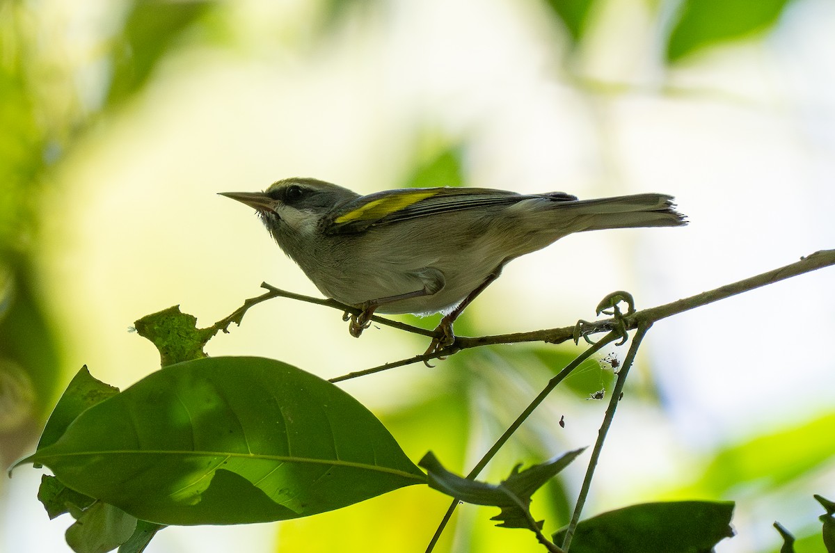 Golden-winged Warbler - Forest Botial-Jarvis