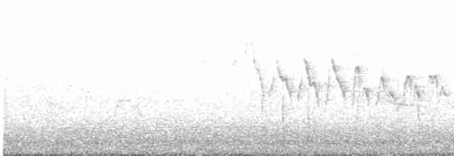 Paruline à croupion jaune (coronata) - ML618069516