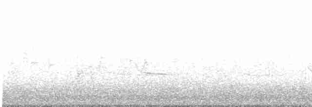 Yellow-rumped Warbler (Myrtle) - ML618069520