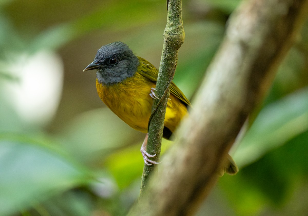 Gray-headed Tanager - Forest Botial-Jarvis