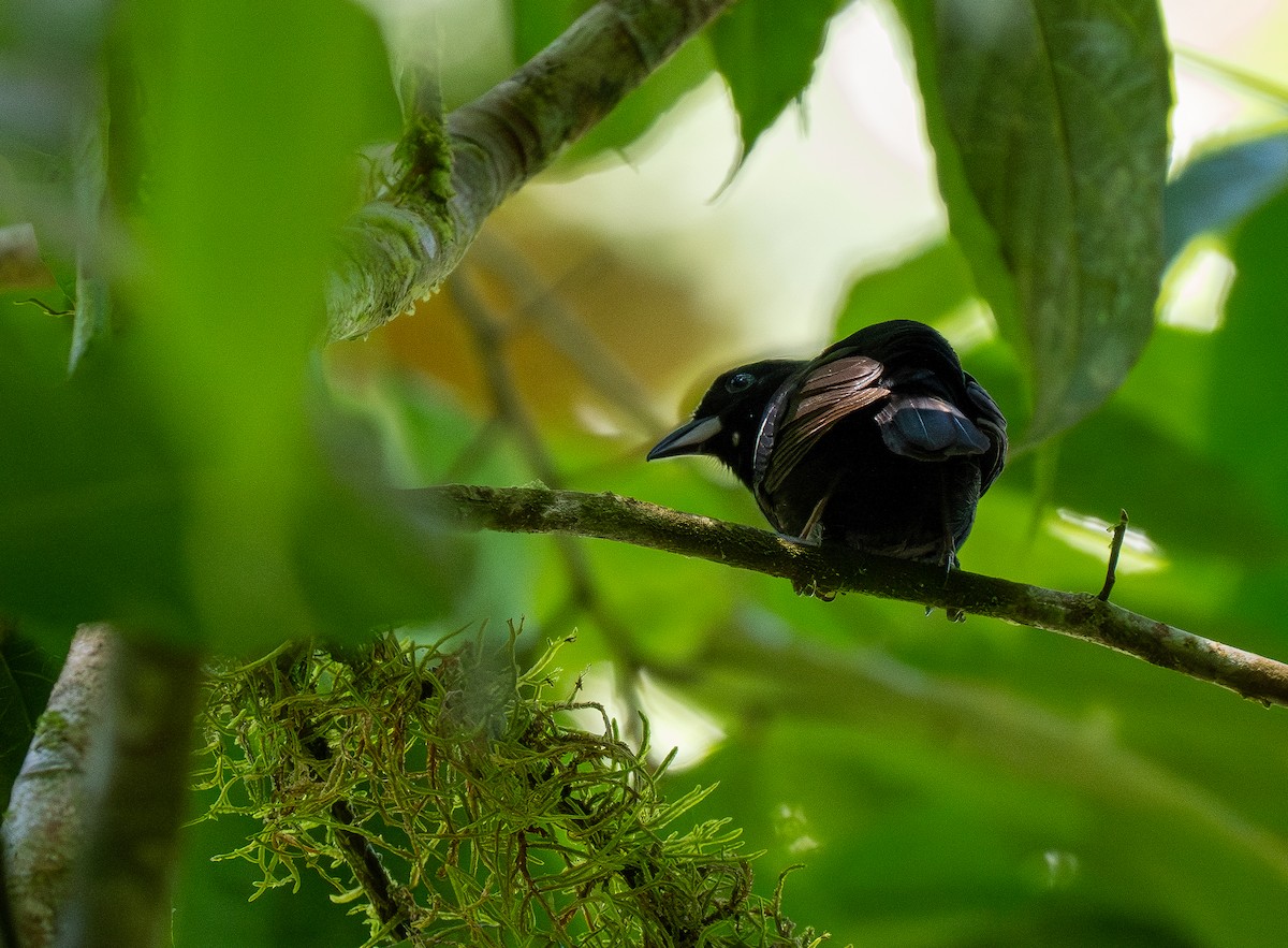 White-shouldered Tanager - ML618069533
