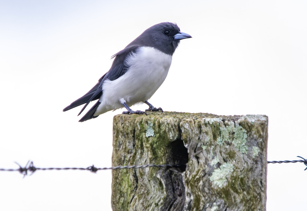 White-breasted Woodswallow - Rebel Warren and David Parsons