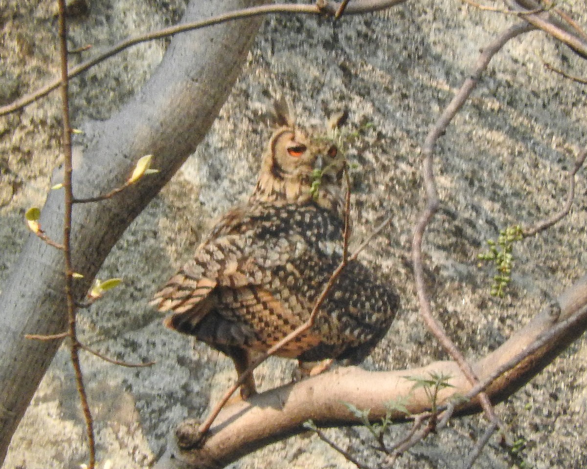 Rock Eagle-Owl - ML618069568