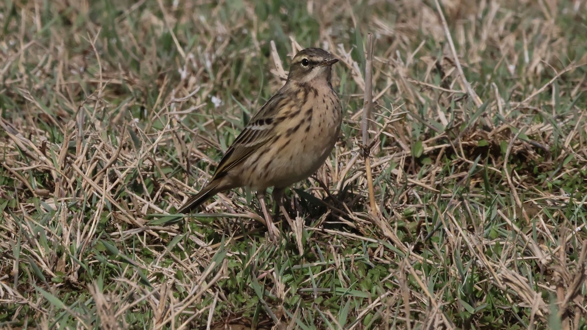 Rosy Pipit - ML618069636
