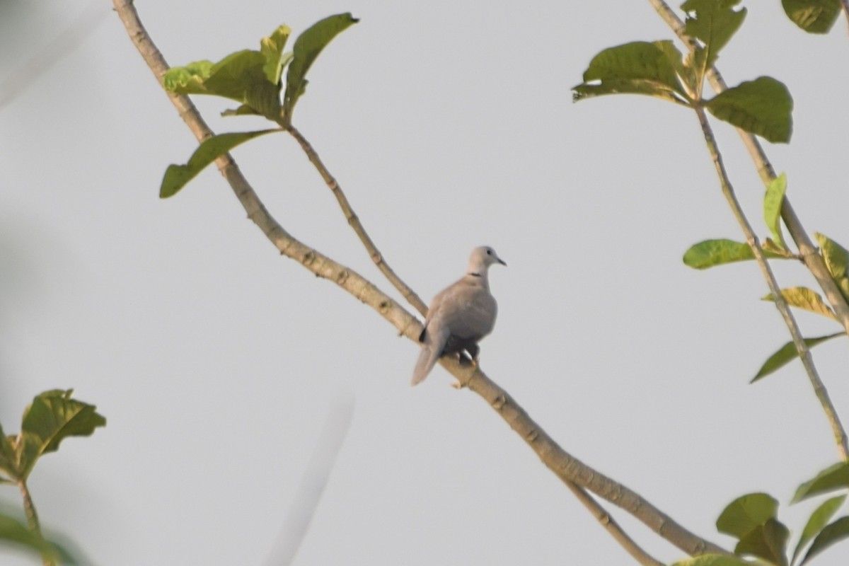 Eurasian Collared-Dove - ML618069652