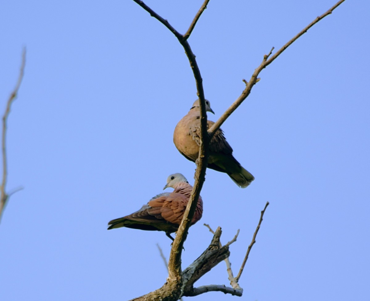 Red Collared-Dove - ML618069658
