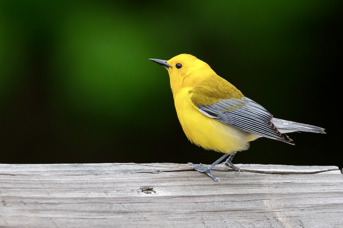 Prothonotary Warbler - ML618069687