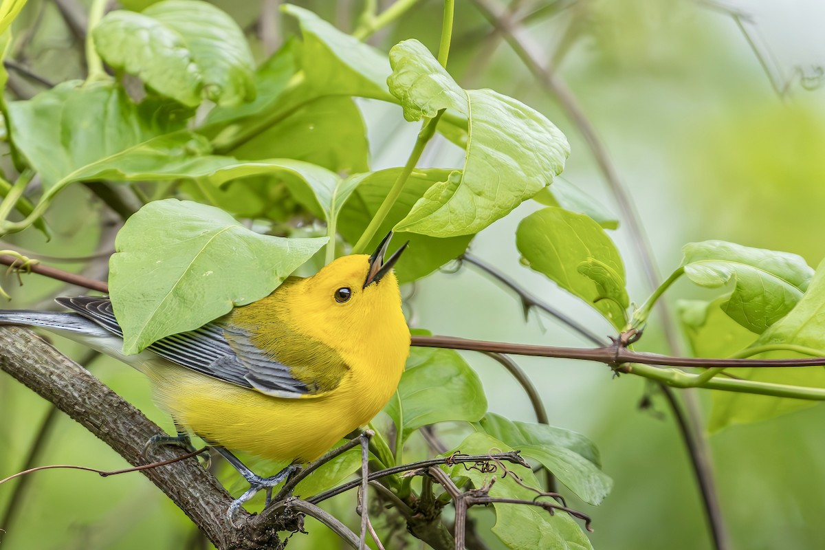 Prothonotary Warbler - ML618069688