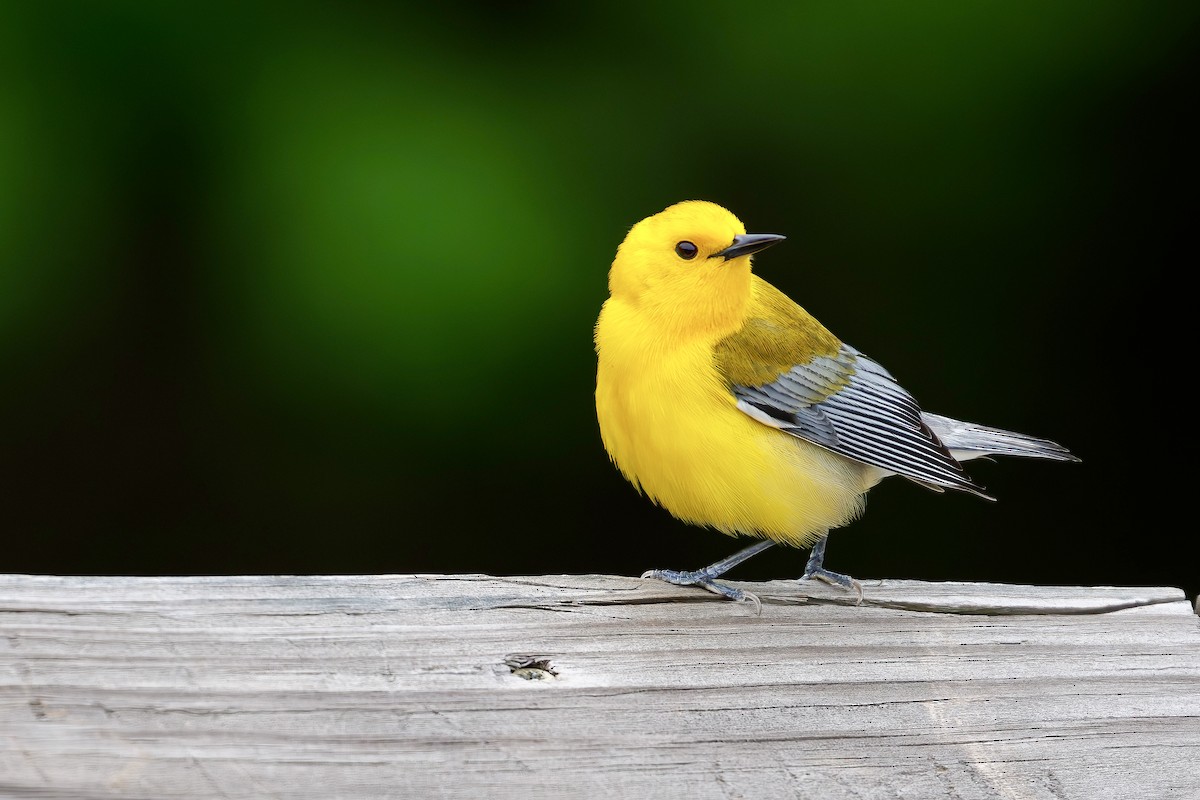 Prothonotary Warbler - ML618069689