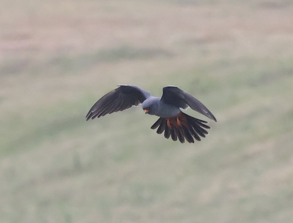 Red-footed Falcon - ML618069699