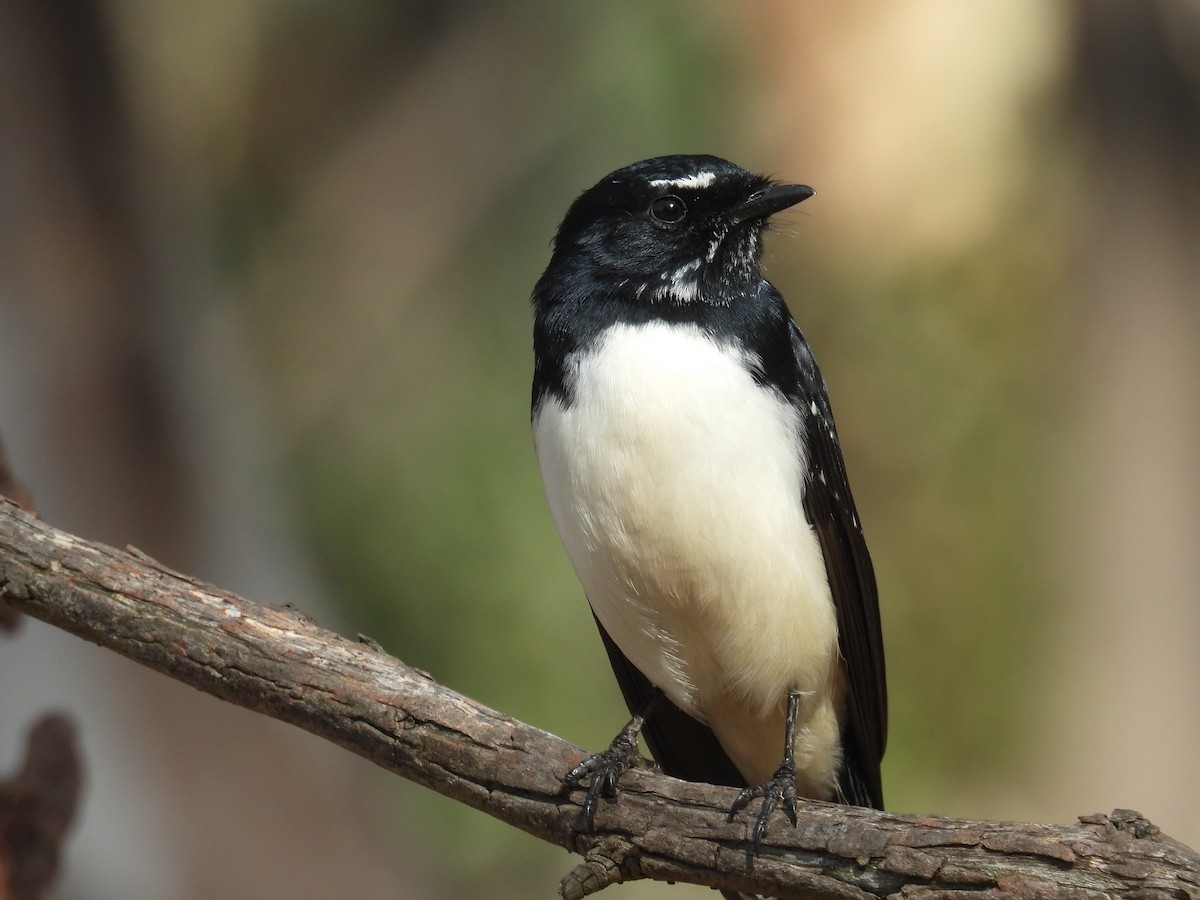 Willie-wagtail - ML618069707