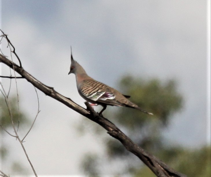 Crested Pigeon - ML618069714