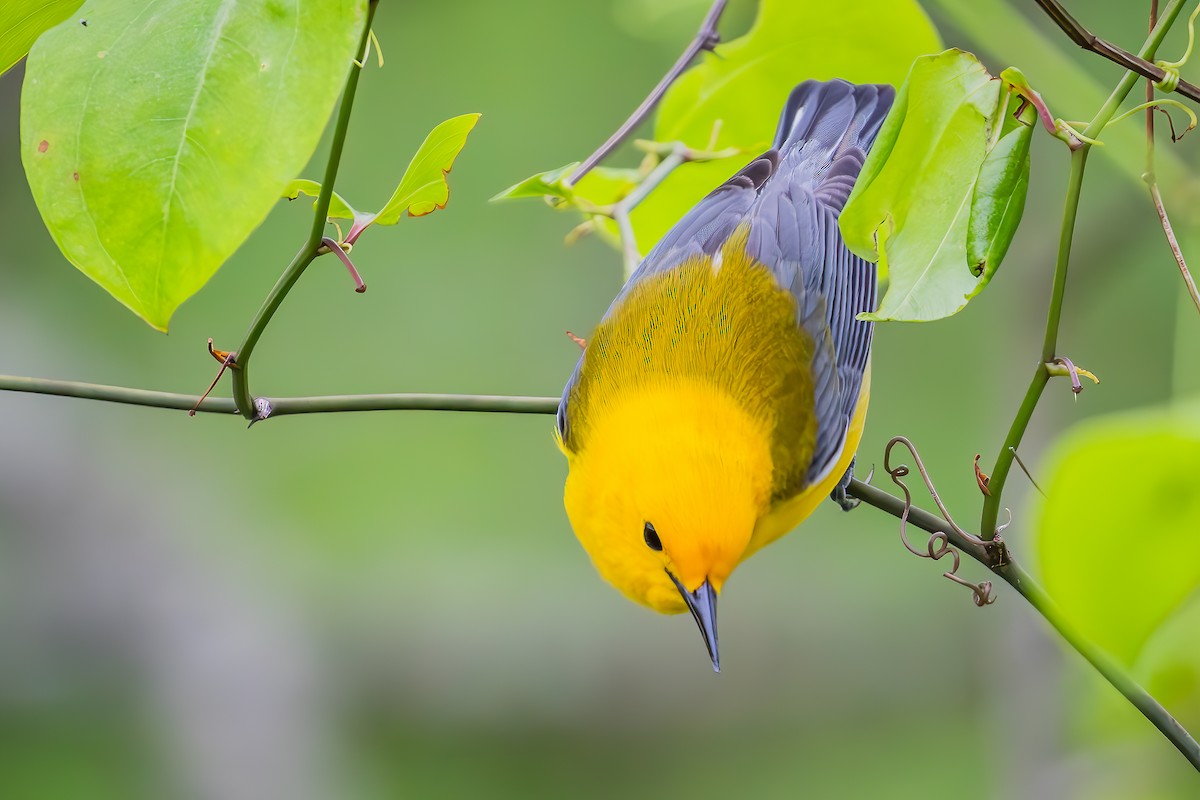 Prothonotary Warbler - ML618069716