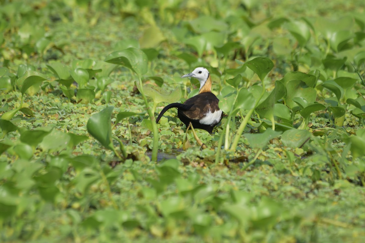 Pheasant-tailed Jacana - Pulak Roy Chowdhury